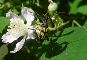 Strangalia maculata on bramble flower