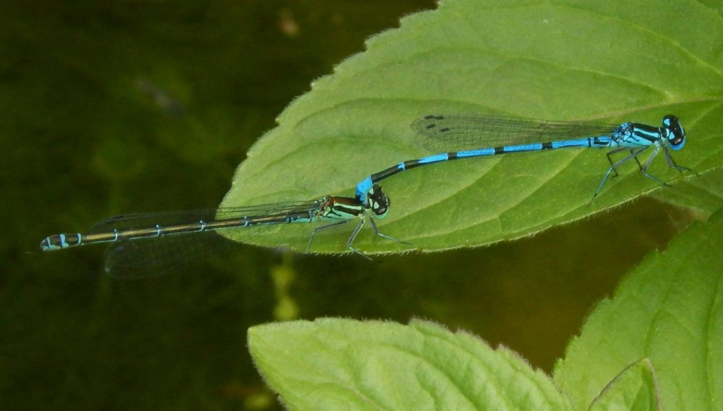 Mating pair of Azure Damselflies on Water Mint