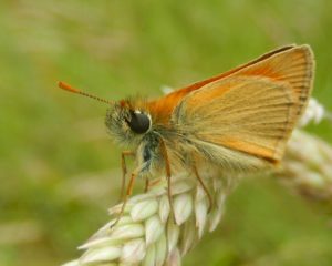 Small Skipper in anthill meadow