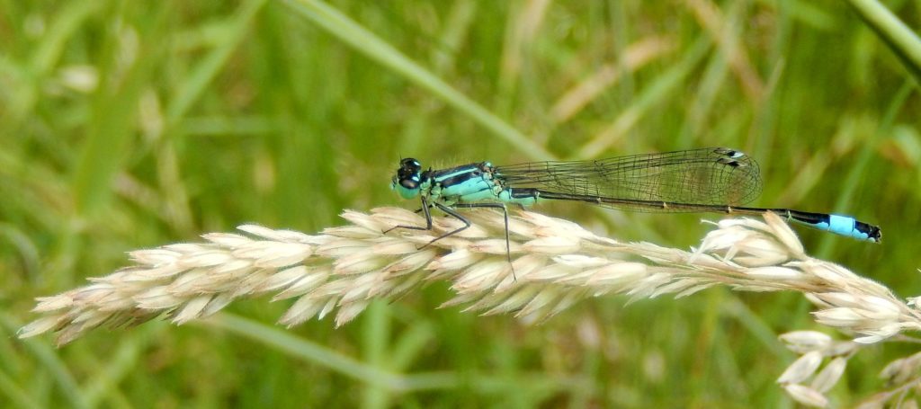 Bluetail Damselfly Ischnura elegans