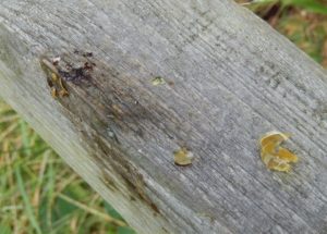 Wooden rail as thrush's snail anvil