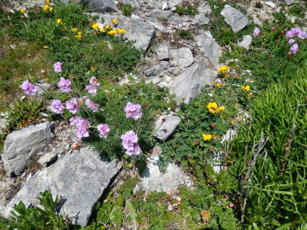 Thrift, Birdsfoot Trefoil on Isle of Portland