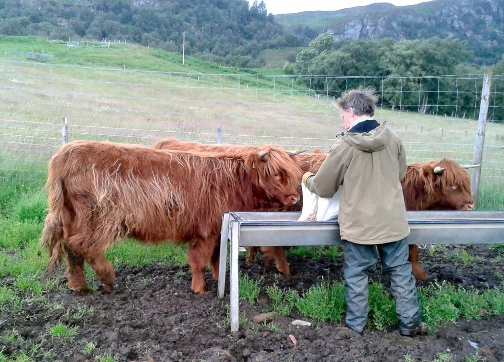 Roy with yearling heifer Elena