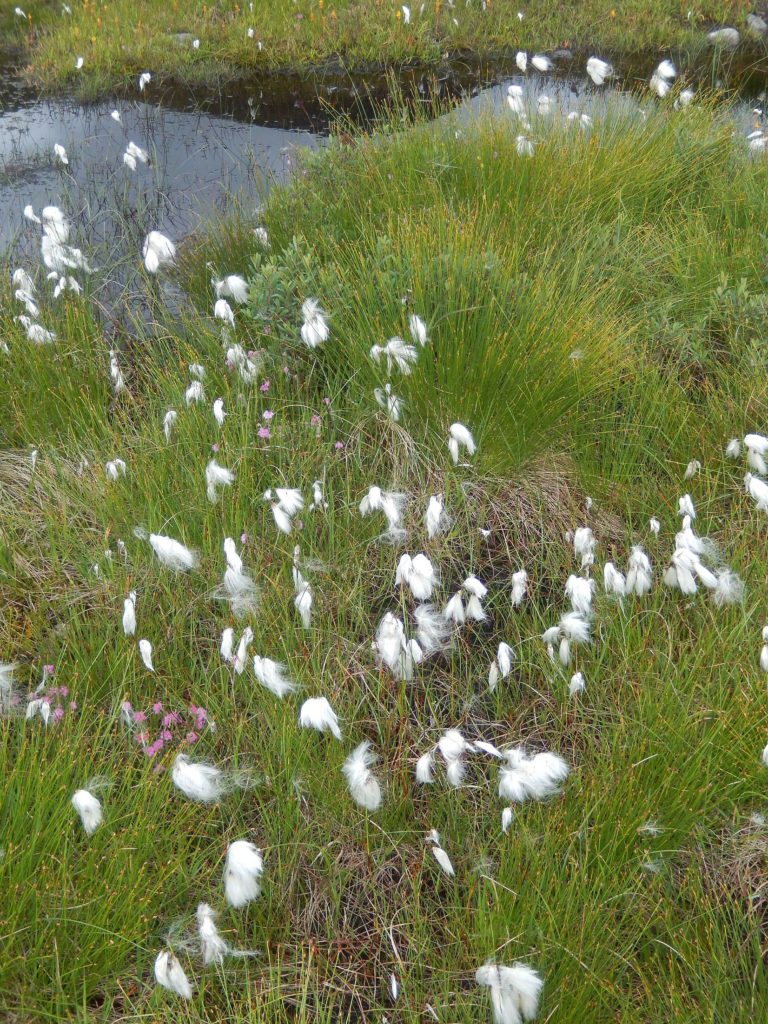 Bog Cotton