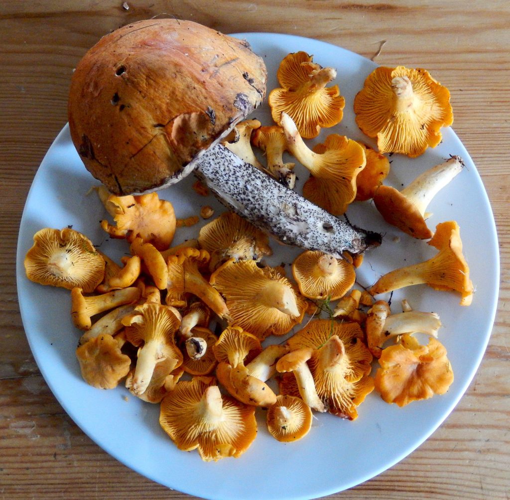 A plateful of Chanterelles and an Orange Birch Bolete