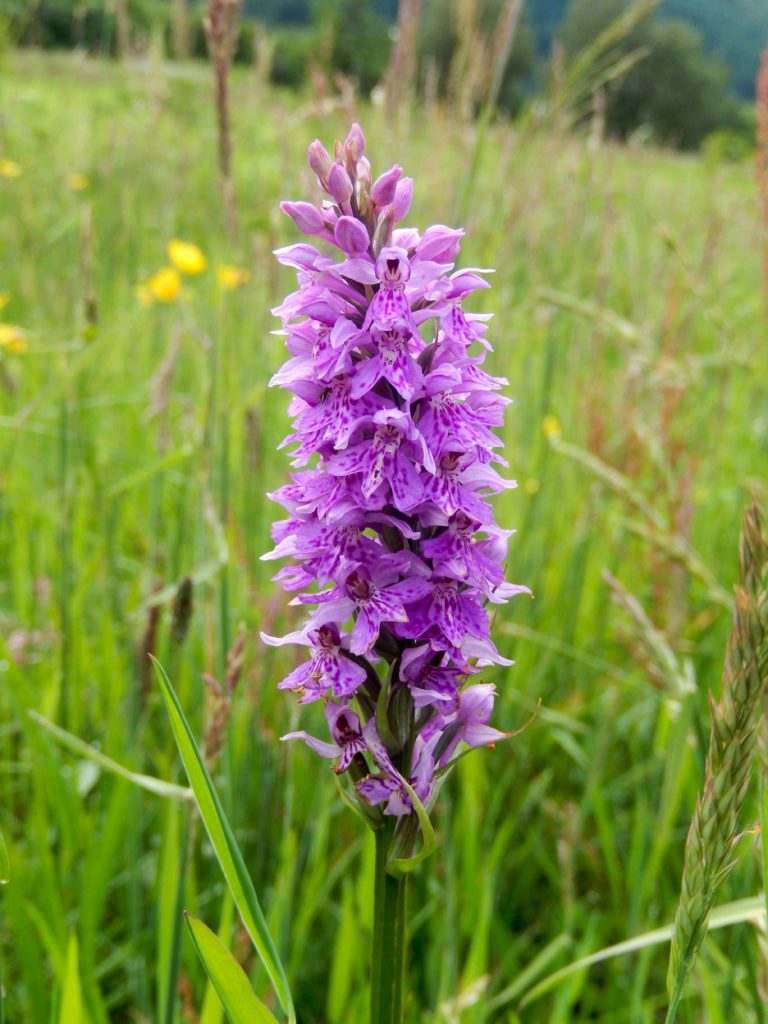 Orchid at Creag Meagaidh