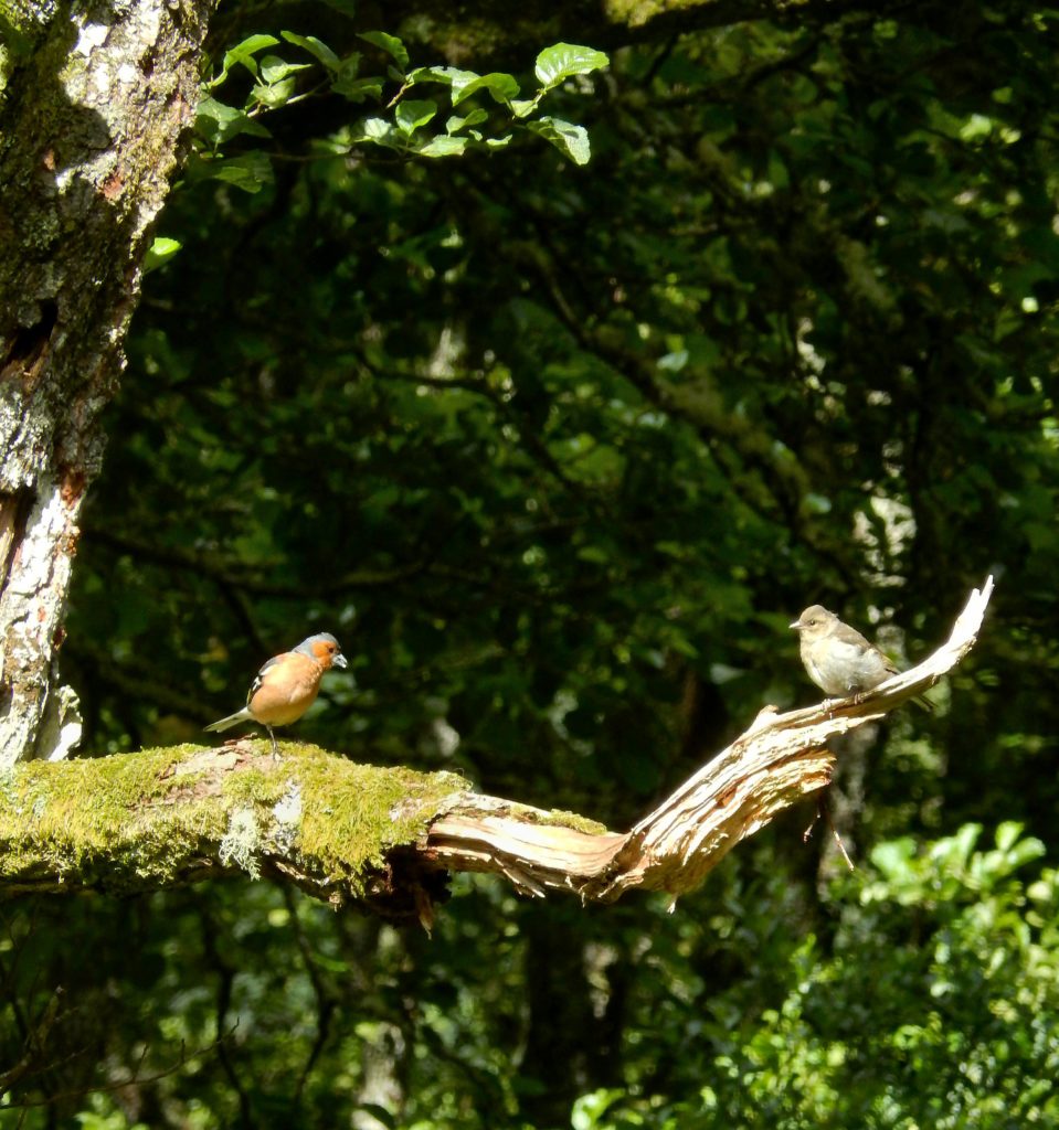 Chaffinch feeding young in old Alder forest