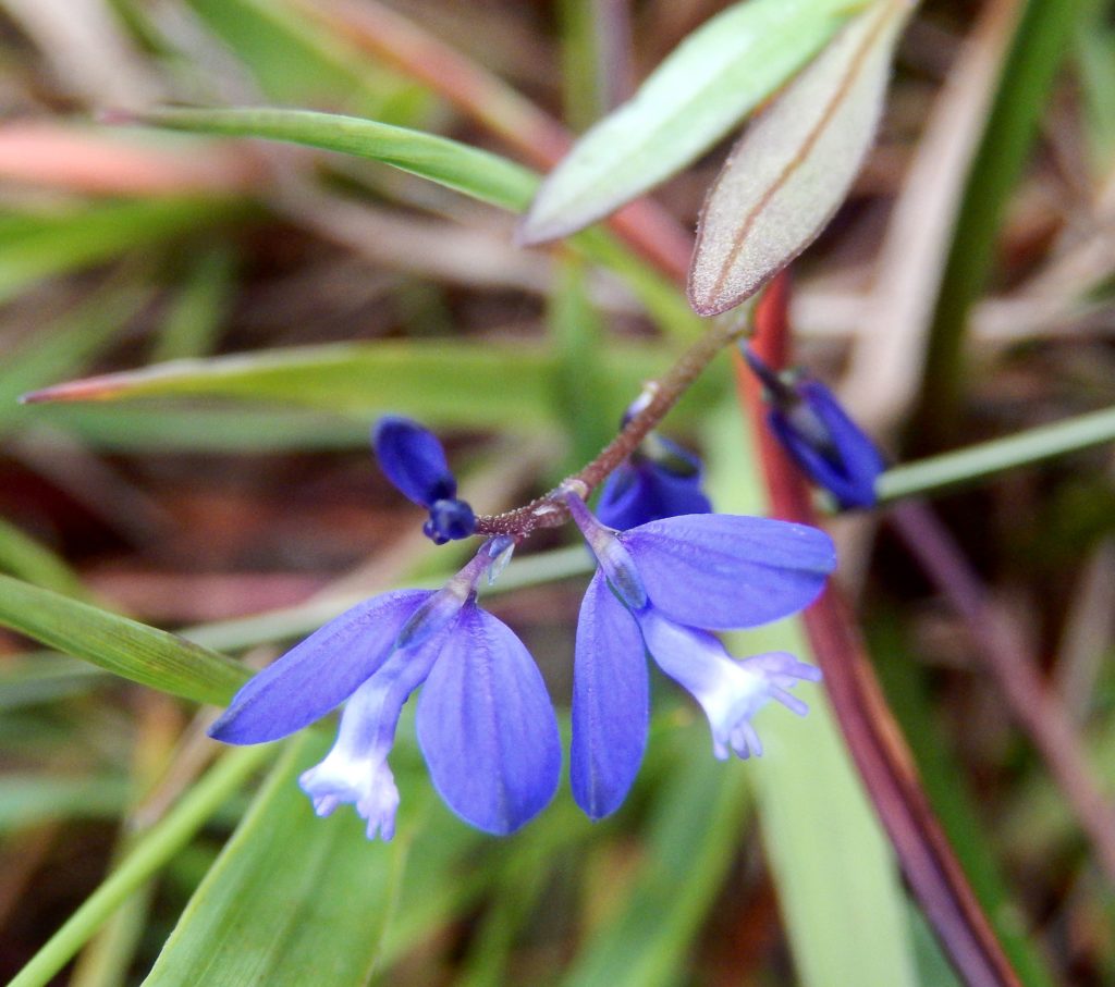 Milkwort in the grass