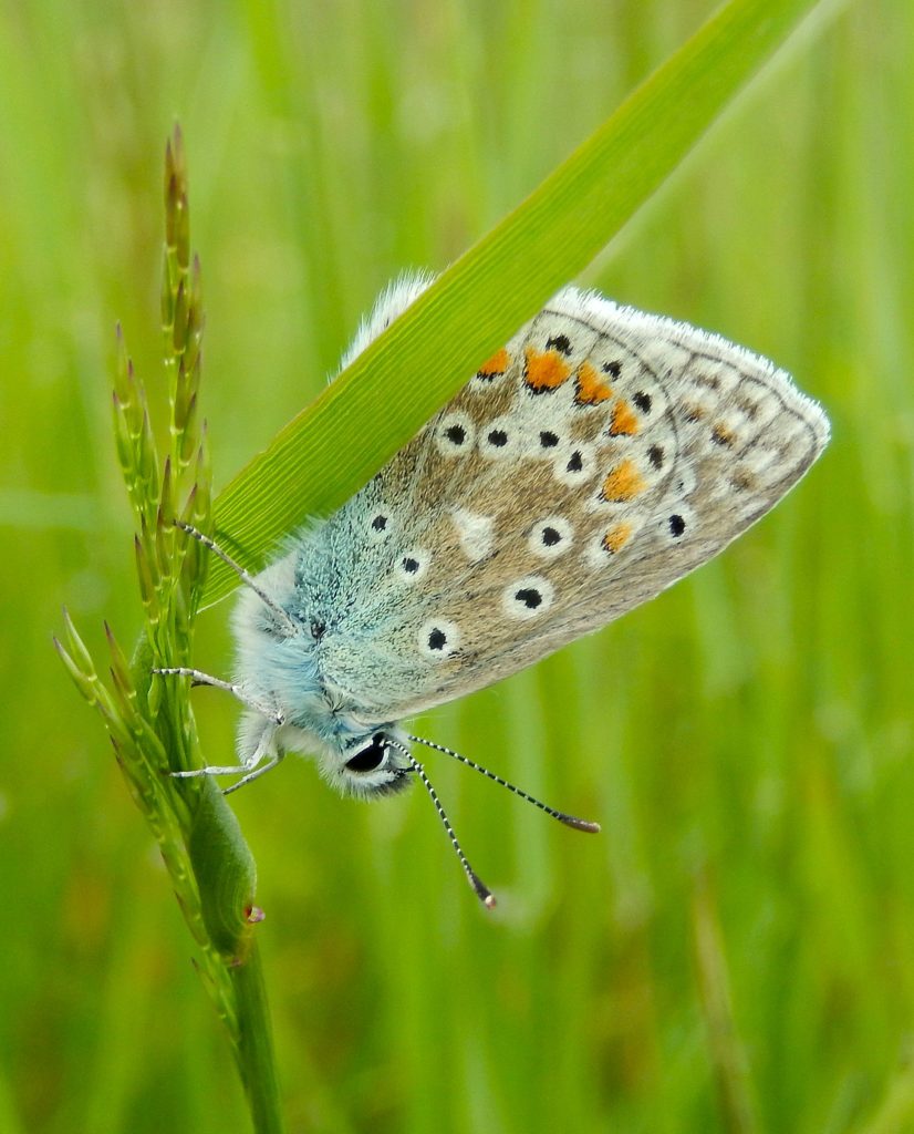 Common Blue on meadow grass