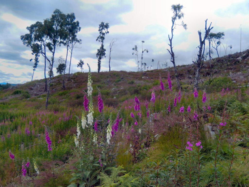 oxgloves in cleared conifer forest