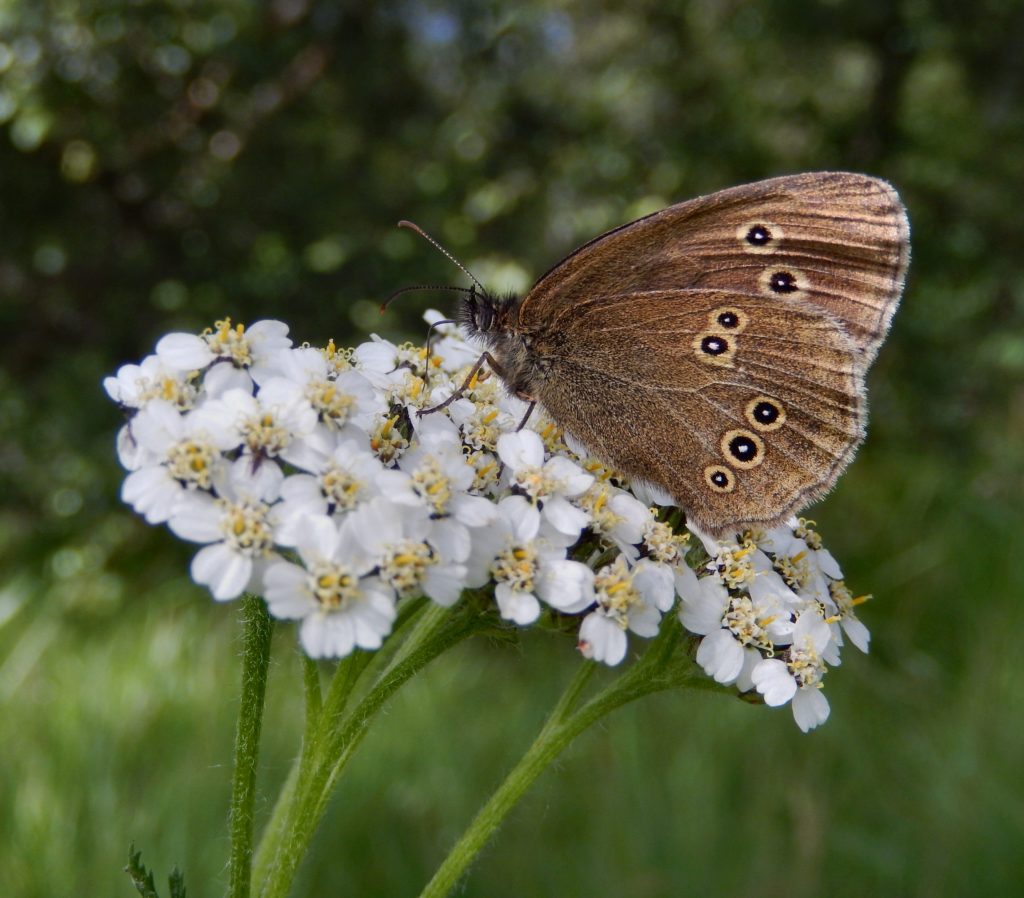 Ringlet Butterfly