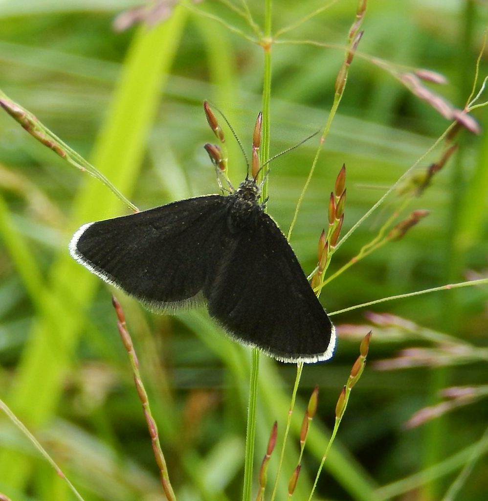 Chimney Sweeper Moth at Insh Marshes
