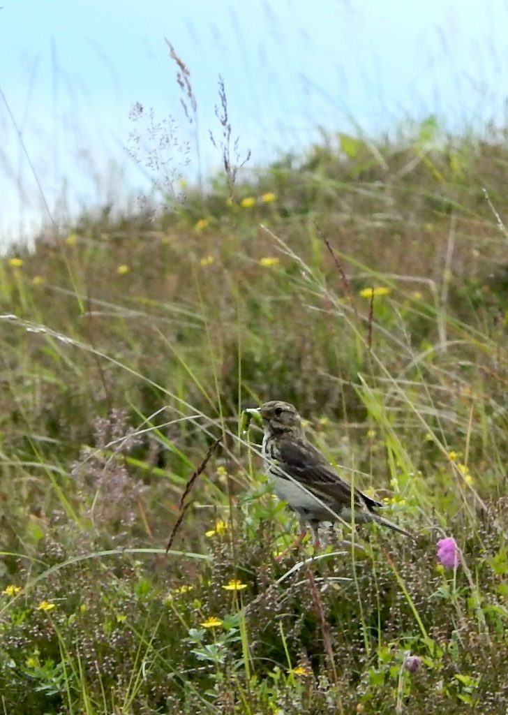 Meadow Pipit with food waiting to fly to nest