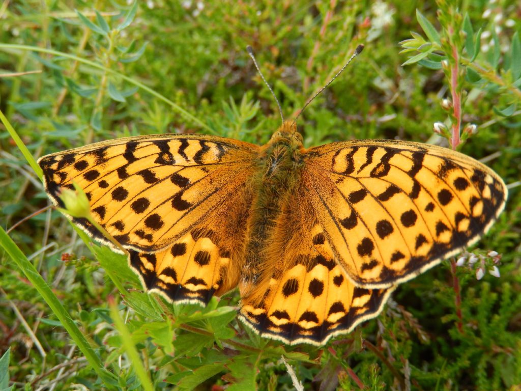 Dark Green Fritillary at Insh Marshes