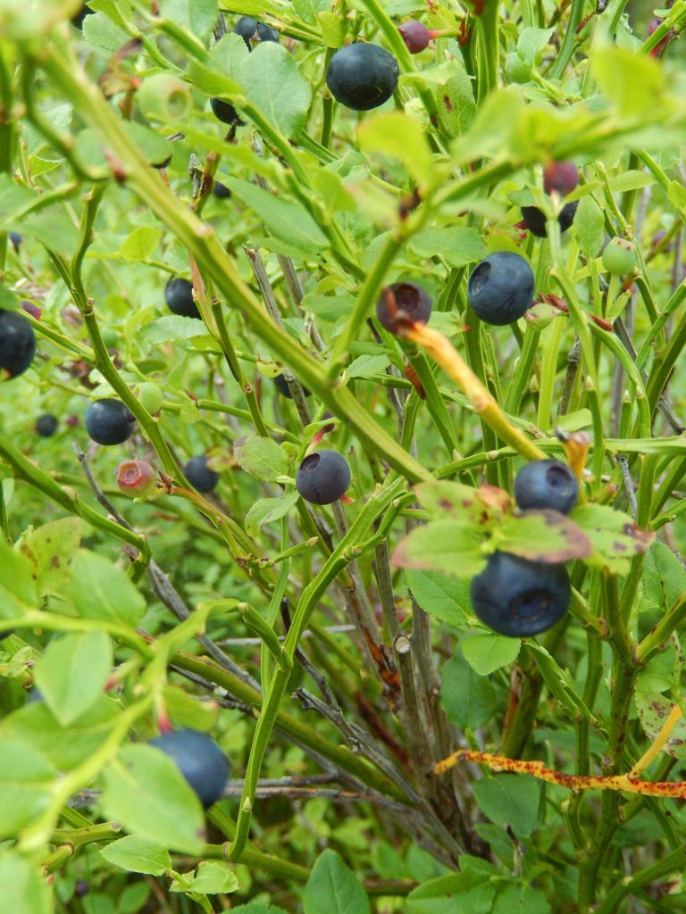 Bilberry Bush at Feshiebridge