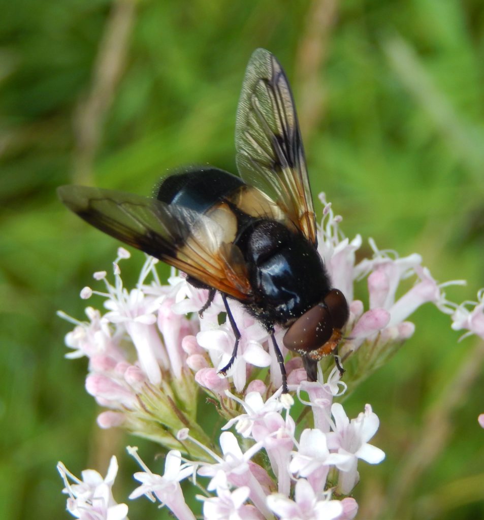 Hoverfly cf Volucella pellucens on Meadowsweet