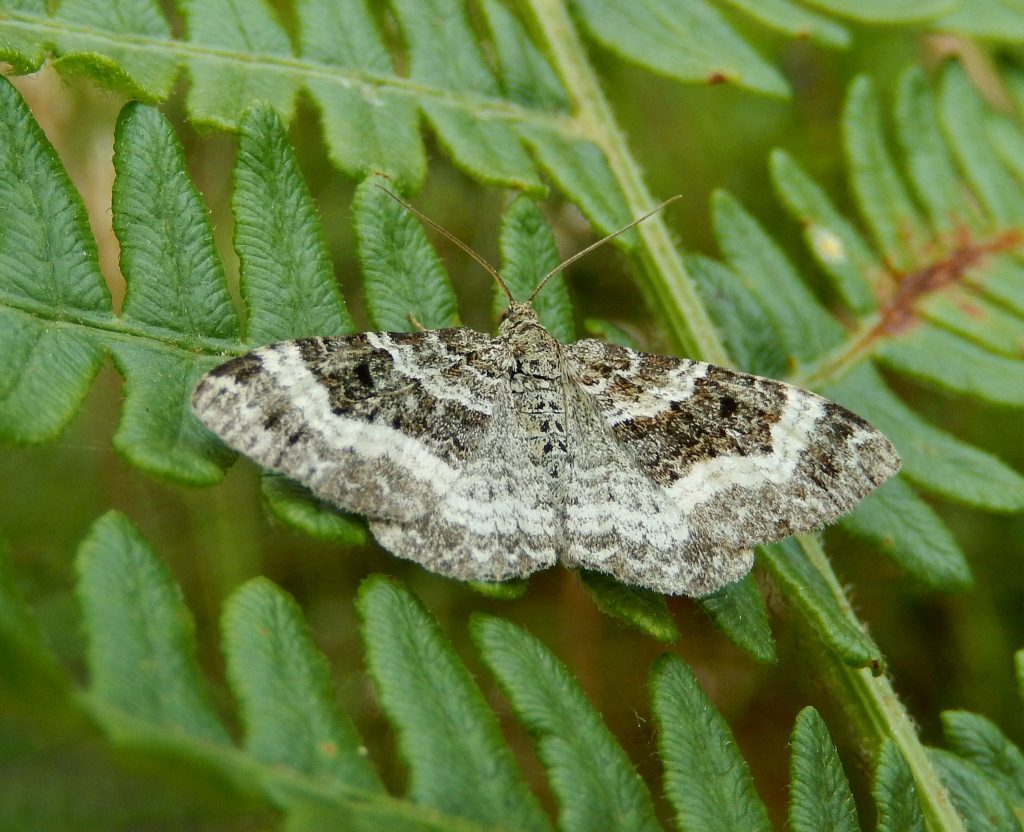 Foxglove Pug moth on bracken