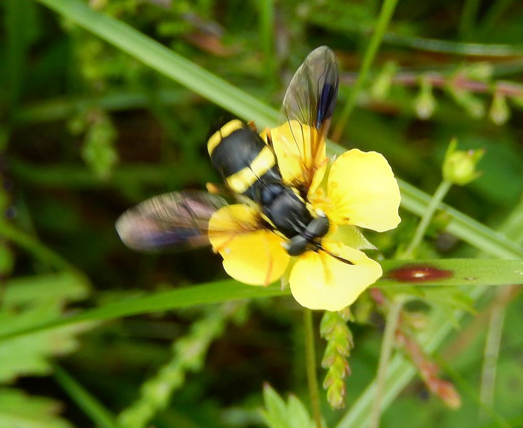 Hoverfly Chrysotoxum bicinctum