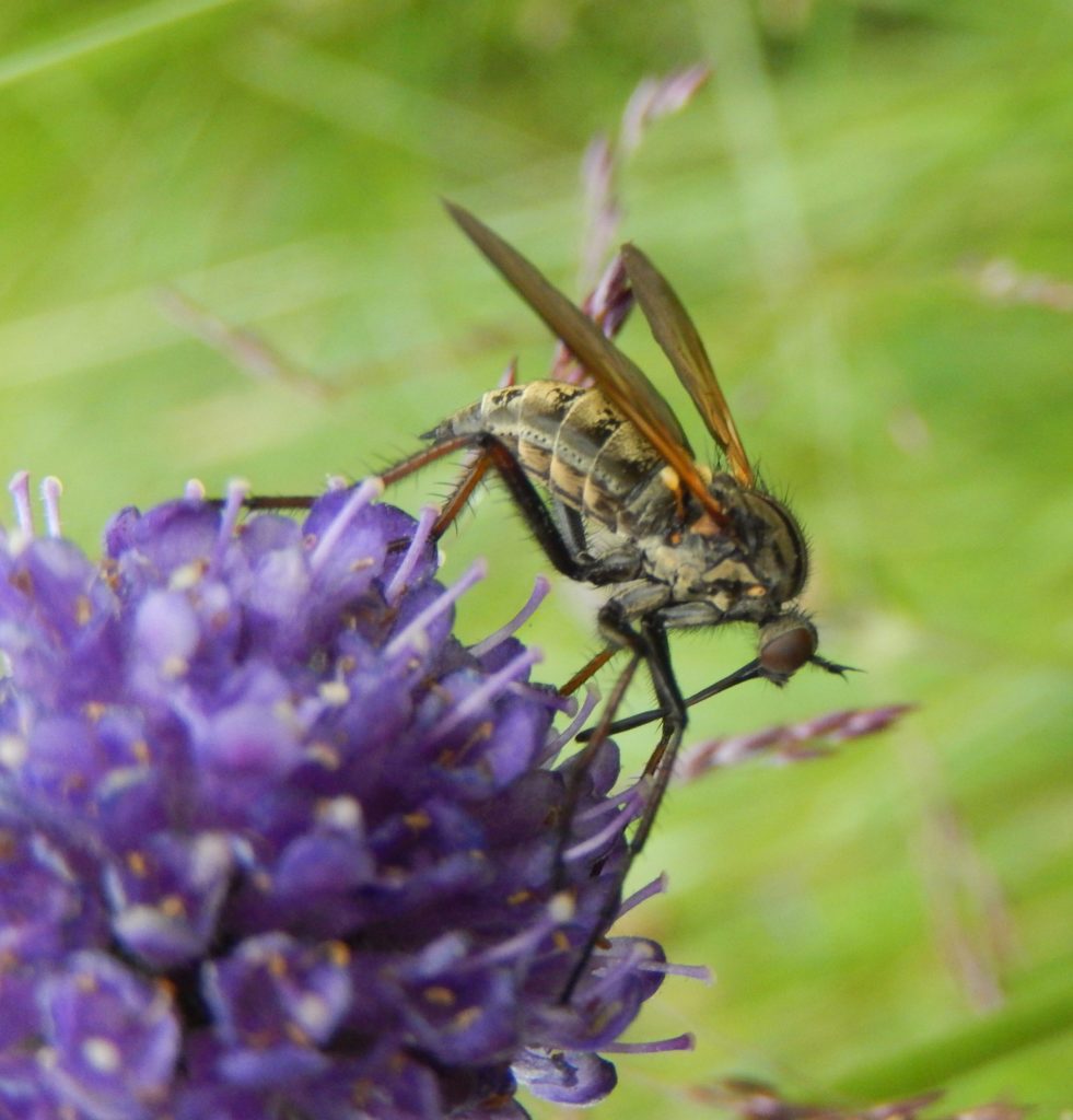 Empid fly with long beak on Scabious