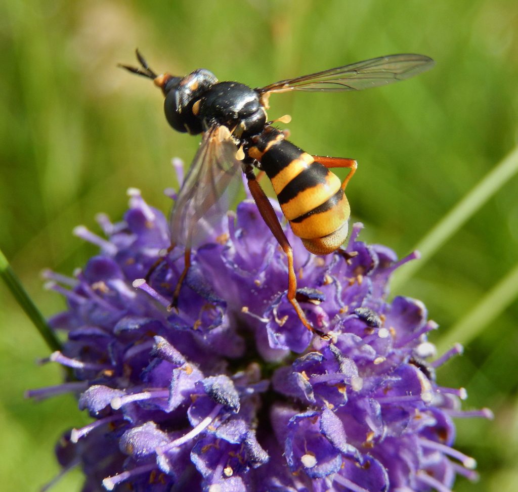Conops wasp mimic fly on Scabious
