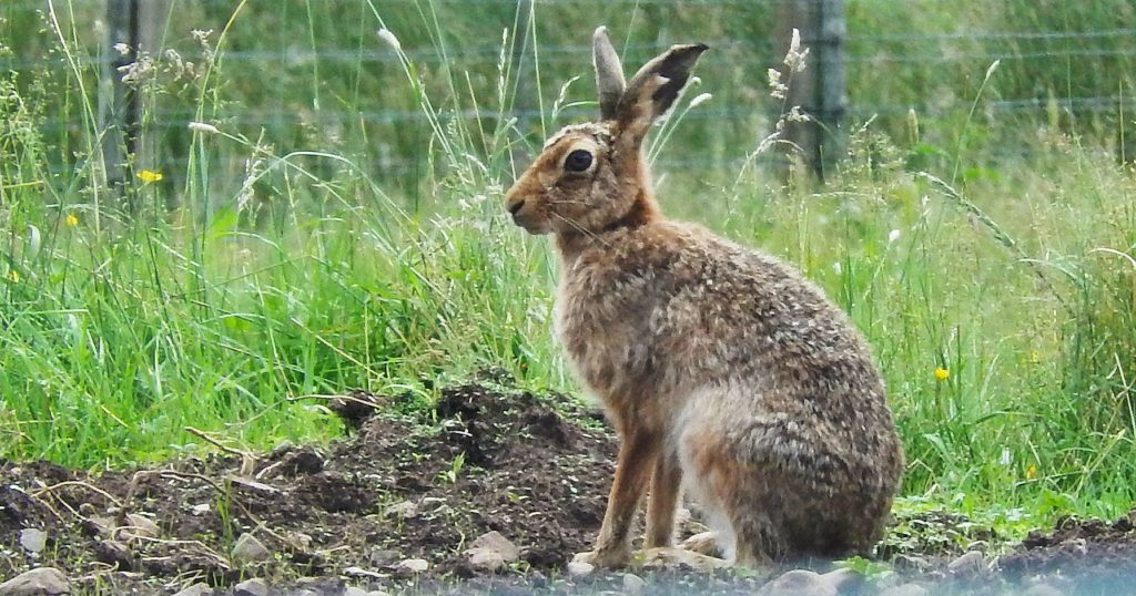 Hare