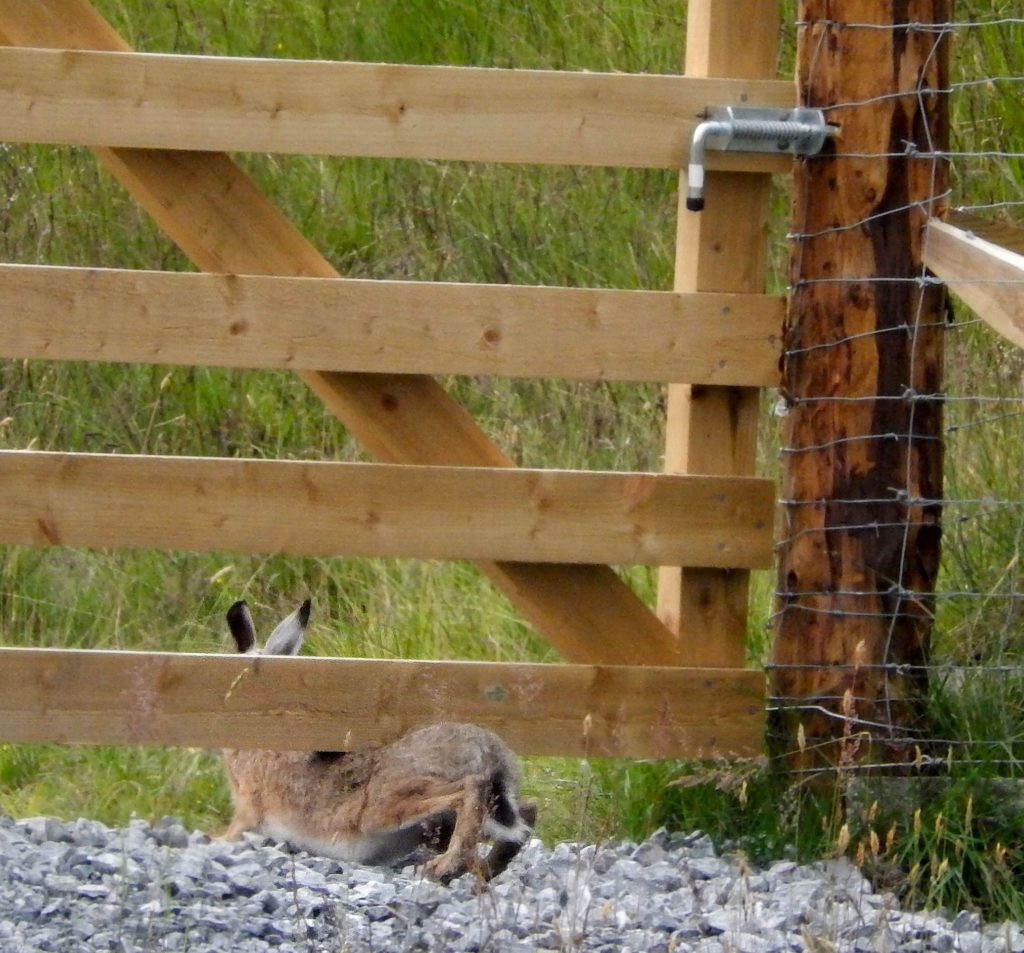 Hare squeezing under gate