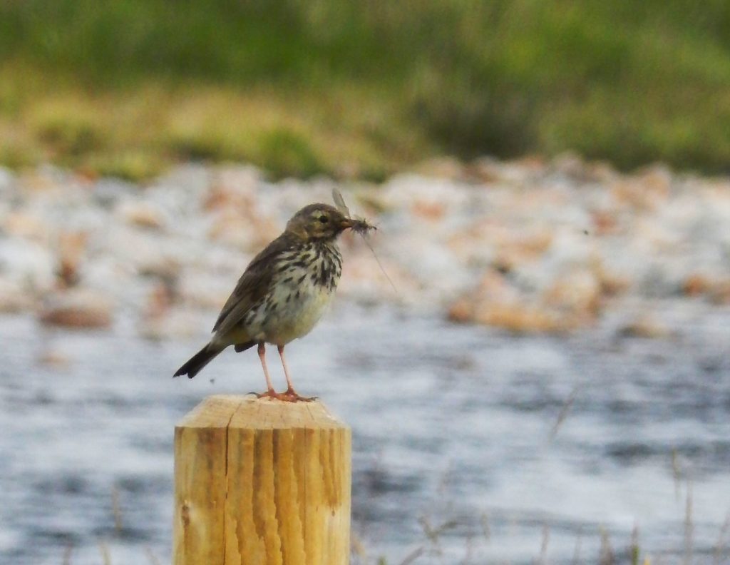 Meadow Pipit beakful of food by the Spey at Garva Bridge