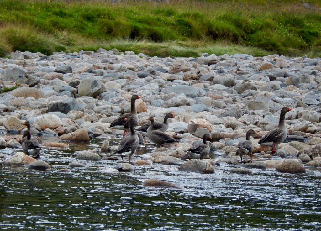 Watchful Greylag Geese on Upper Spey