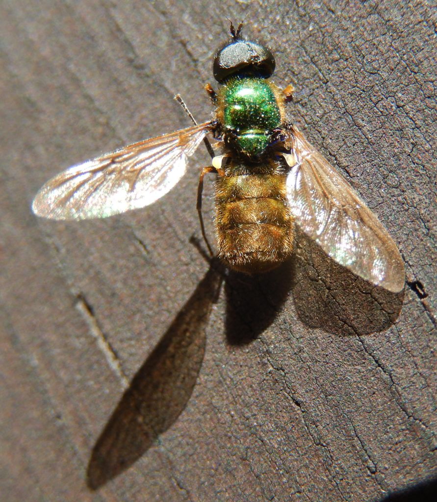 Male Green and Gold Soldier Fly Chloromyia formosa