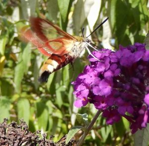 Broad-Bordered Bee Hawk-Moth on Buddleia