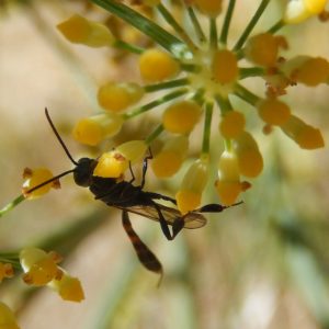 A short-tailed Ichneumon Wasp