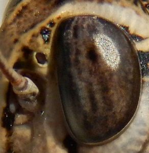 Ommatidia visible in grasshopper's compound eye