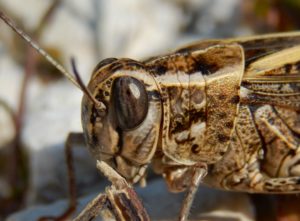 Cryptic Grasshopper head Ommatidia in eye