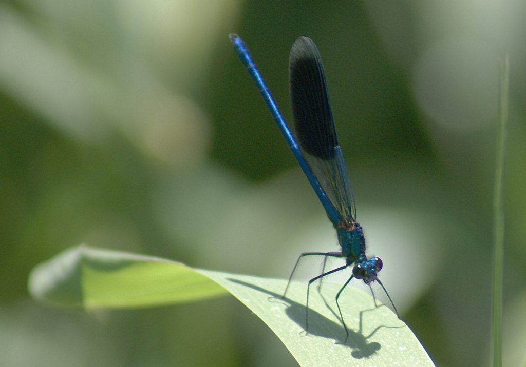 Male Banded Demoiselle, Calopteryx splendens