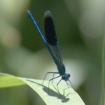 Male Banded Demoiselle, Calopteryx splendens