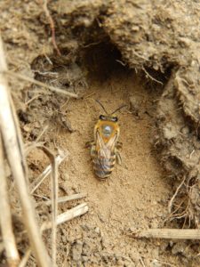 Ivy Bee, Colletes hederae