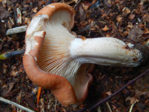 A rare Rhodocybe gemina, the first record for Gunnersbury Triangle