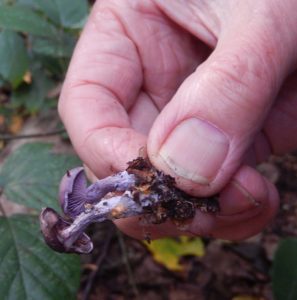 Inocybe geophylla var. lilacina 