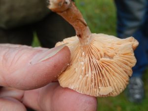 dscn8497-mild-milkcap-lactarius-subdulcis-small