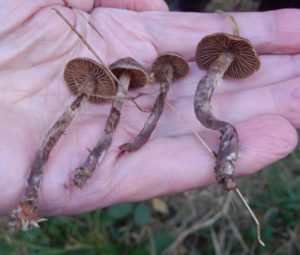 Poisonous webcaps, Cortinarius