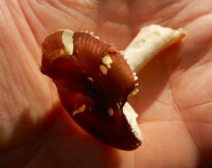 dscn8499-purple-swamp-brittlegill-russula-nitida-small