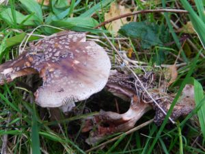 dscn8503-the-blusher-amanita-rubescens-small