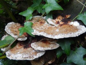 An extremely tough bracket fungus