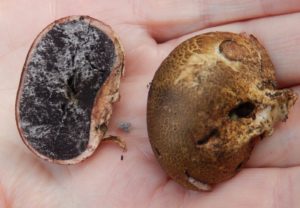 Earthball, Scleroderma - sometimes used to dilute costly Truffles, but toxic