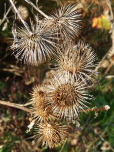 Burdock burrs, complete with the hooks that inspired Velcro
