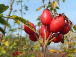 Rose Hips