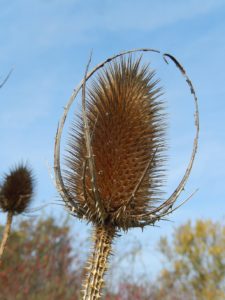 A Splendid Teasel