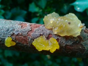 Yellow Jelly Fungus