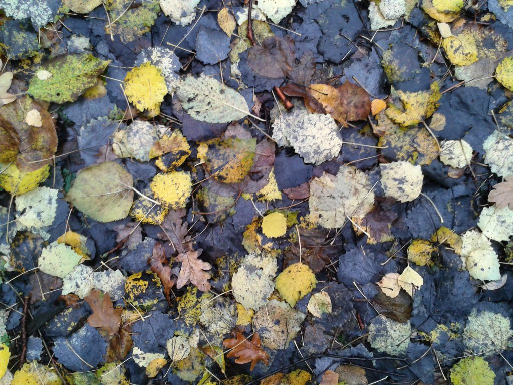 Pattern of fallen Birch and Grey Poplar leaves on a wet November day