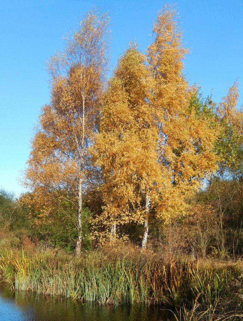 Autumn Birch by Water